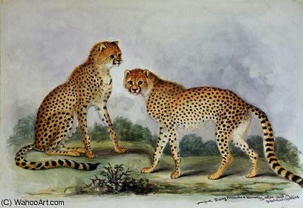 Wikioo.org - The Encyclopedia of Fine Arts - Painting, Artwork by Benjamin Waterhouse Hawkins - Cheetahs, from 'The Knowsley Menagerie'
