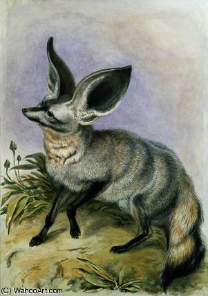 Wikioo.org - The Encyclopedia of Fine Arts - Painting, Artwork by Benjamin Waterhouse Hawkins - Long-Eared Fox