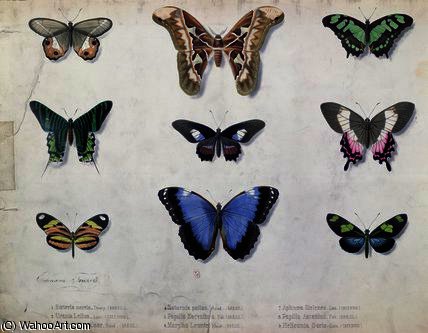 WikiOO.org - Encyclopedia of Fine Arts - Schilderen, Artwork Edouard Travies - Butterflies from Brazil and Guyana