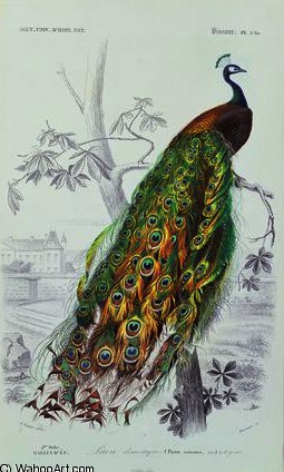 Wikioo.org – La Enciclopedia de las Bellas Artes - Pintura, Obras de arte de Edouard Travies - el pavo real