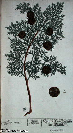 WikiOO.org - Encyclopedia of Fine Arts - Schilderen, Artwork Elizabeth Blackwell - Cypress tree