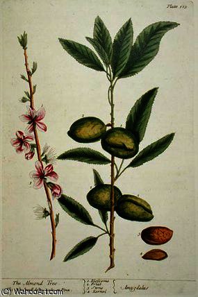 WikiOO.org - Encyclopedia of Fine Arts - Maleri, Artwork Elizabeth Blackwell - The almond tree
