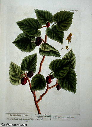 WikiOO.org - Encyclopedia of Fine Arts - Schilderen, Artwork Elizabeth Blackwell - The mulberry tree