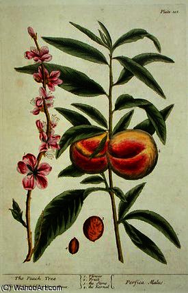 WikiOO.org – 美術百科全書 - 繪畫，作品 Elizabeth Blackwell - 的 桃  树