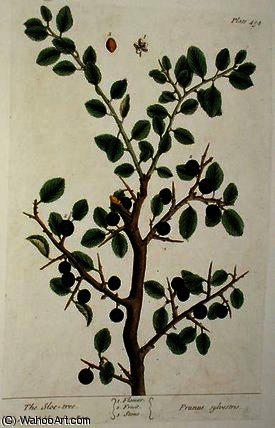 Wikioo.org - The Encyclopedia of Fine Arts - Painting, Artwork by Elizabeth Blackwell - The sloe tree