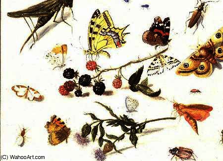 Wikioo.org - The Encyclopedia of Fine Arts - Painting, Artwork by Ferdinand Van Kessel - Study of Insects, Flowers and Fruits