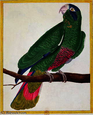 Wikioo.org - The Encyclopedia of Fine Arts - Painting, Artwork by Francois Nicolas Martinet - Parrot, from 'Histoire Naturelle des Oiseaux' by Georges de Buffon published