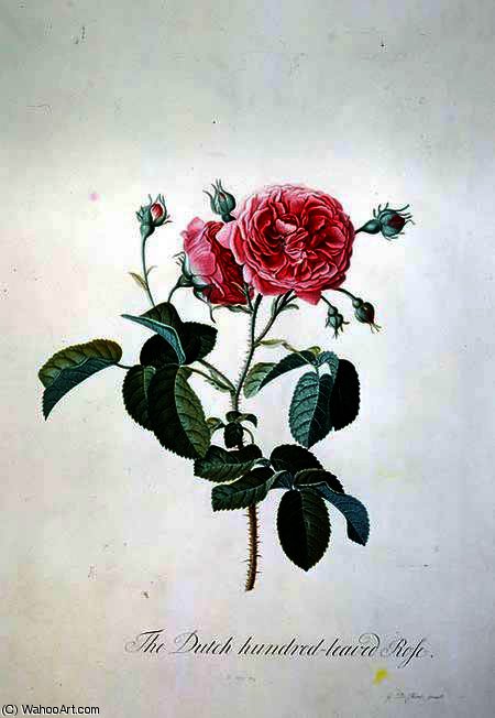 WikiOO.org - Encyclopedia of Fine Arts - Maleri, Artwork Georg Dionysius Ehret - Dutch hundred-leaved Rose