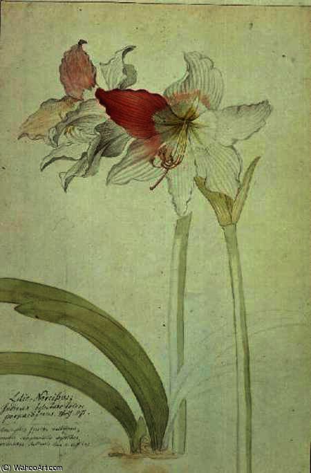 Wikioo.org – La Enciclopedia de las Bellas Artes - Pintura, Obras de arte de Georg Dionysius Ehret - Lilio-Narcissus , Indicus