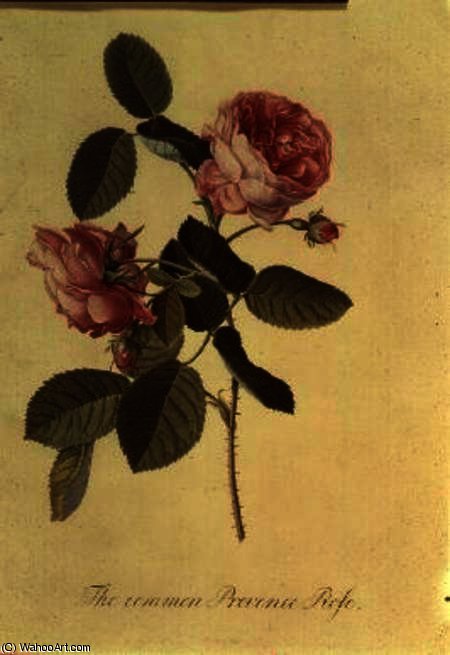 WikiOO.org - Енциклопедия за изящни изкуства - Живопис, Произведения на изкуството Georg Dionysius Ehret - The common provence rose