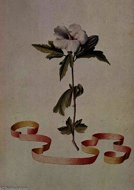 WikiOO.org - Enciclopédia das Belas Artes - Pintura, Arte por Georg Dionysius Ehret - White hibiscus