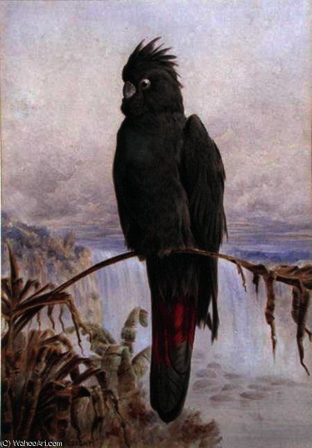 WikiOO.org - Encyclopedia of Fine Arts - Malba, Artwork Henry Bright - Australian Red-Tailed Black Cockatoo