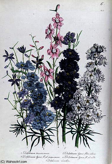 Wikioo.org - The Encyclopedia of Fine Arts - Painting, Artwork by Jane Loudon - Delphiniums
