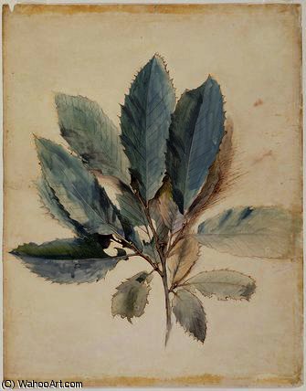 Wikioo.org - The Encyclopedia of Fine Arts - Painting, Artwork by John Ruskin - Chestnut leaves