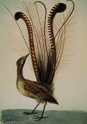 WikiOO.org - Encyclopedia of Fine Arts - Maalaus, taideteos John William Lewin - Lyrebird of Australia, c.1810