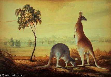 Wikioo.org - The Encyclopedia of Fine Arts - Painting, Artwork by John William Lewin - Two kangaroos in a landscape,