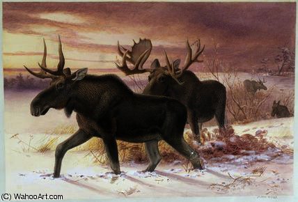 Wikioo.org - The Encyclopedia of Fine Arts - Painting, Artwork by Joseph Wolf - Elk, family cervidae
