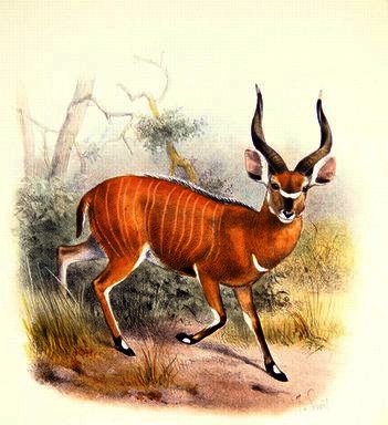 Wikioo.org - The Encyclopedia of Fine Arts - Painting, Artwork by Joseph Wolf - The broad horned antelope
