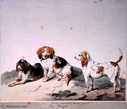 Wikioo.org - The Encyclopedia of Fine Arts - Painting, Artwork by Sydenham Teast Edwards - The beagle