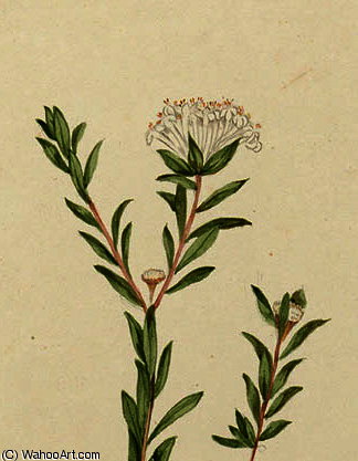 Wikioo.org - The Encyclopedia of Fine Arts - Painting, Artwork by John William Lewin - Pimelea linifolia