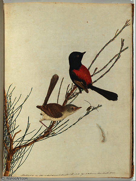 WikiOO.org - Encyclopedia of Fine Arts - Lukisan, Artwork John William Lewin - Scarlet ^ black warbler