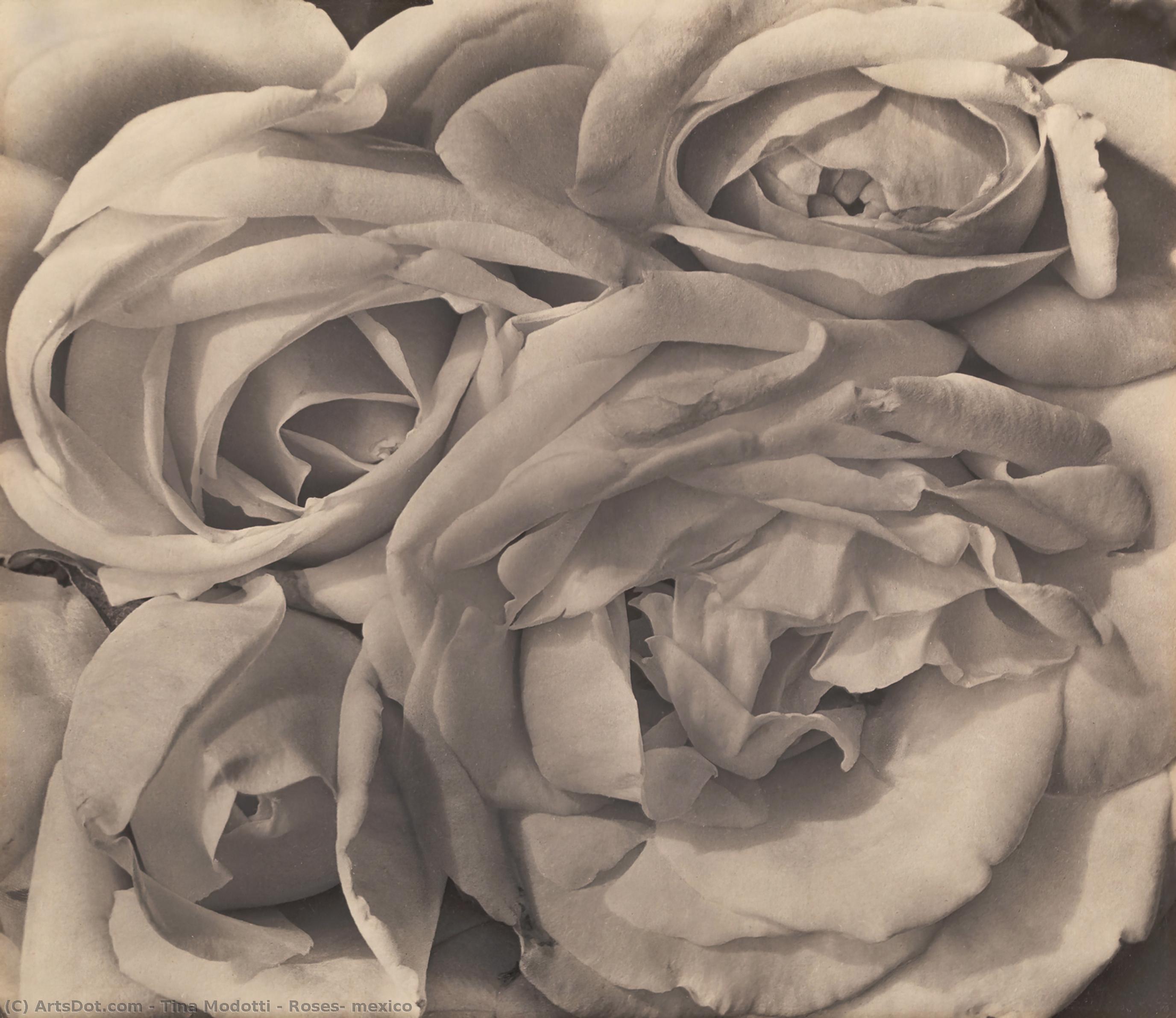 WikiOO.org - Енциклопедия за изящни изкуства - Живопис, Произведения на изкуството Tina Modotti - Roses, Mexico