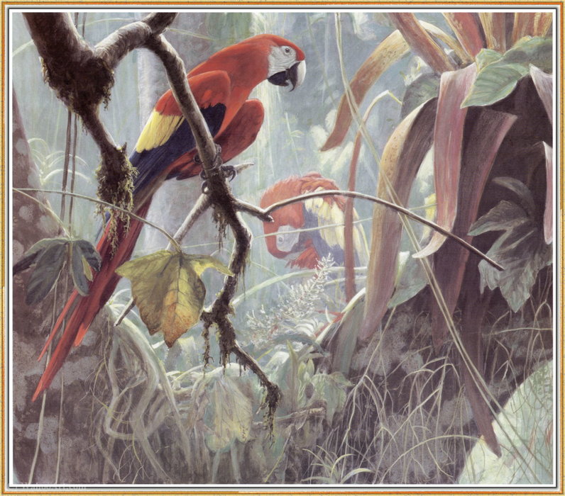 WikiOO.org - Encyclopedia of Fine Arts - Lukisan, Artwork Robert Bateman - Belize jungle - scarlet macaws