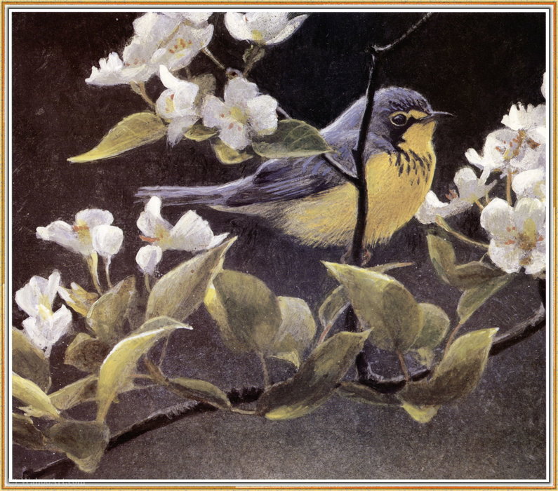 WikiOO.org - Енциклопедия за изящни изкуства - Живопис, Произведения на изкуството Robert Bateman - Canada Warbler and Pear Blossoms