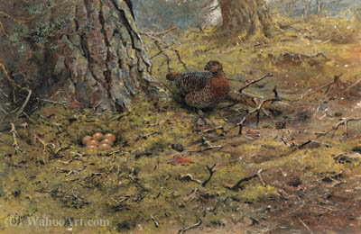 Wikioo.org - The Encyclopedia of Fine Arts - Painting, Artwork by George Edward Lodge - A hen capercailie with her nest