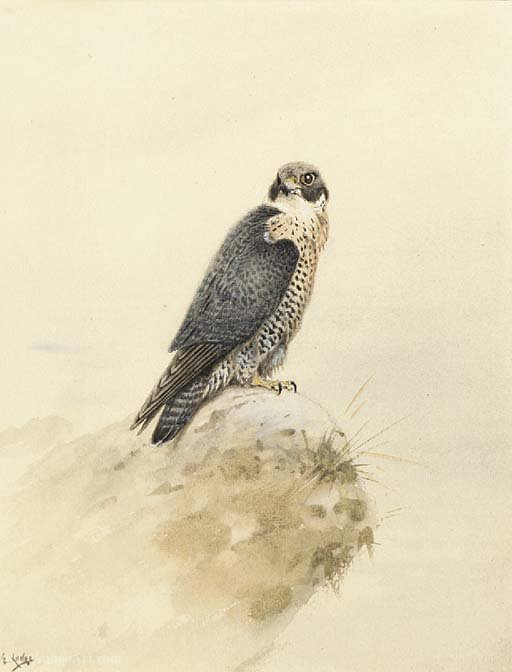 Wikioo.org - The Encyclopedia of Fine Arts - Painting, Artwork by George Edward Lodge - A kestrel on a rock