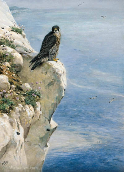 Wikioo.org - The Encyclopedia of Fine Arts - Painting, Artwork by George Edward Lodge - A peregrine falcon on a cliff sid