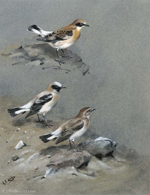 Wikioo.org - The Encyclopedia of Fine Arts - Painting, Artwork by George Edward Lodge - A petchora pipit, grey-headed wagtail and a black-headed wagtail; and black-eared wheatear