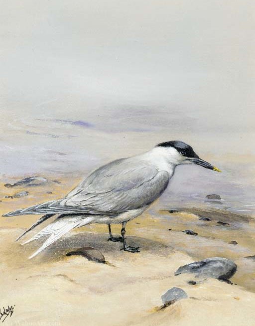 WikiOO.org - Εγκυκλοπαίδεια Καλών Τεχνών - Ζωγραφική, έργα τέχνης George Edward Lodge - A sandwich tern on a beach