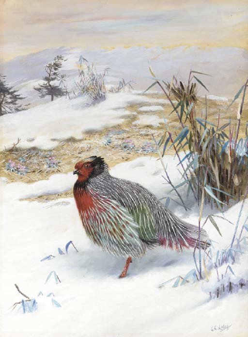 Wikioo.org - The Encyclopedia of Fine Arts - Painting, Artwork by George Edward Lodge - Blood pheasant in the snow