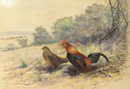 Wikioo.org - The Encyclopedia of Fine Arts - Painting, Artwork by George Edward Lodge - Cock and hen in a landscape