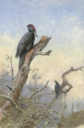 WikiOO.org - Encyclopedia of Fine Arts - Maľba, Artwork George Edward Lodge - Great black woodpecker
