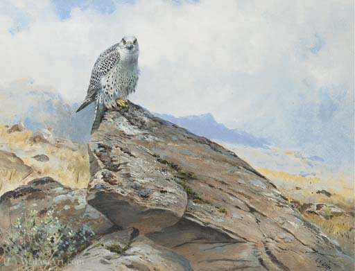 Wikioo.org – L'Encyclopédie des Beaux Arts - Peinture, Oeuvre de George Edward Lodge - Le faucon gerfaut sur un éperon rocheux