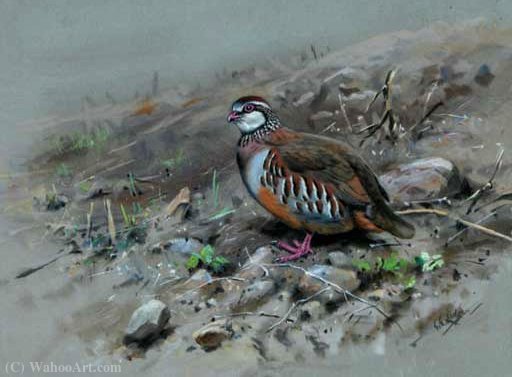Wikioo.org - The Encyclopedia of Fine Arts - Painting, Artwork by George Edward Lodge - Red-legged partridge