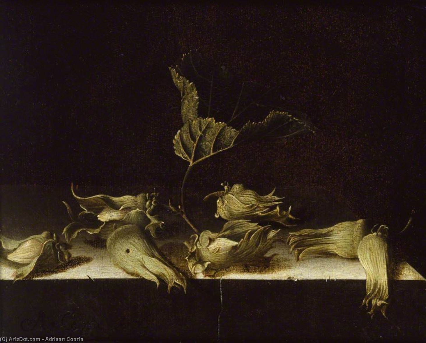 WikiOO.org - Encyclopedia of Fine Arts - Maleri, Artwork Adriaen Coorte - Still Life with Hazel-nuts