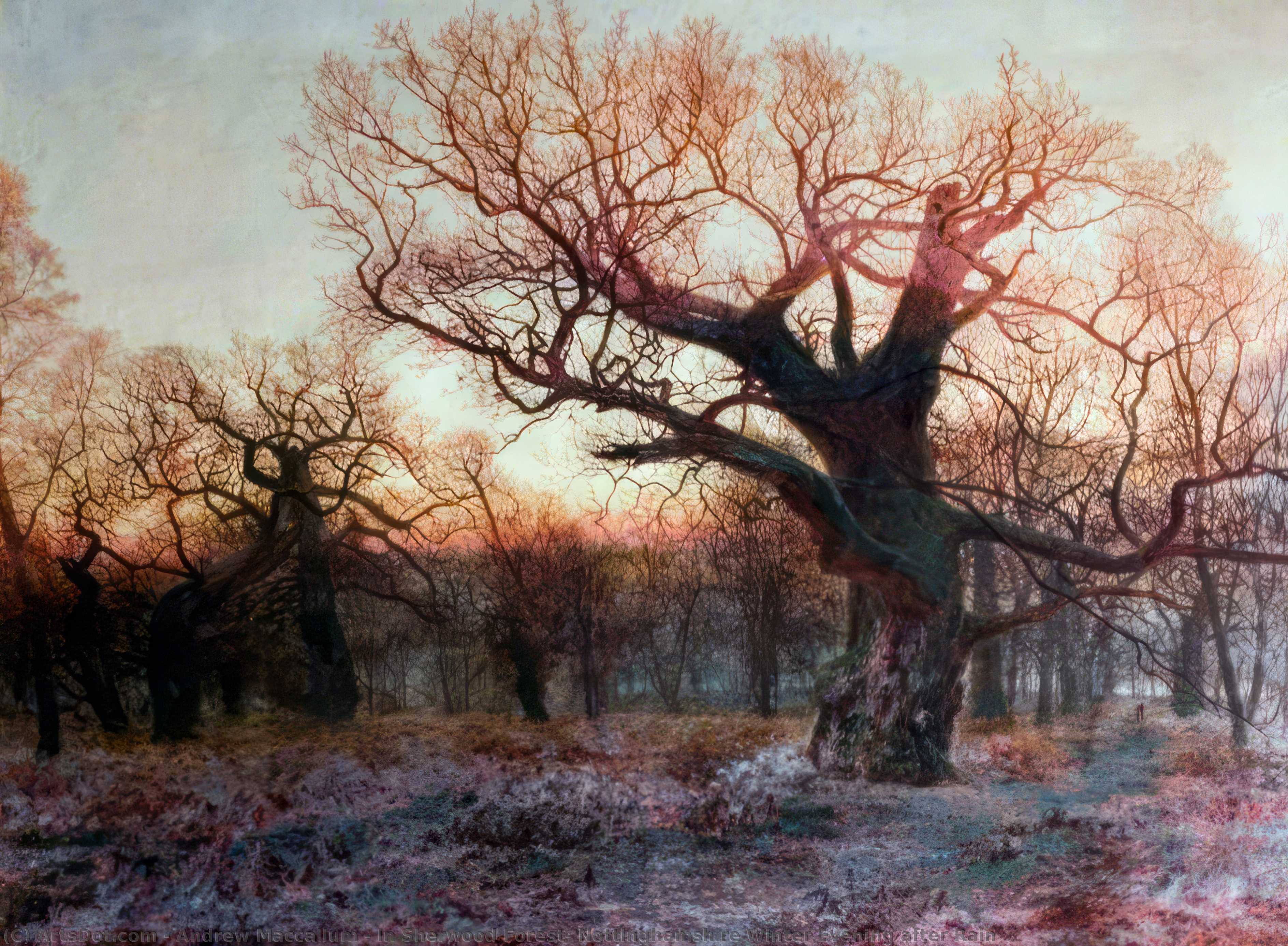 Wikioo.org - The Encyclopedia of Fine Arts - Painting, Artwork by Andrew Maccallum - In Sherwood Forest, Nottinghamshire Winter Evening after Rain
