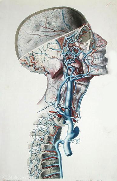 WikiOO.org - Encyclopedia of Fine Arts - Maleri, Artwork Antoine Chazal - Veins and arteries in the head, plate from 'searches Anatomical, Physiological and Pathological on the Venous System'