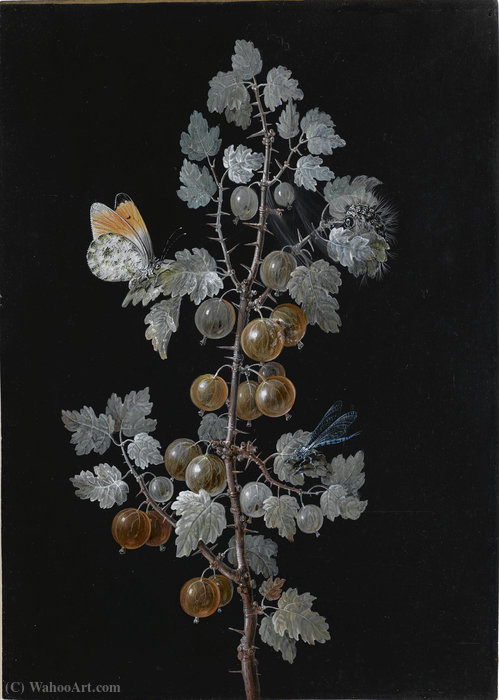 Wikioo.org - The Encyclopedia of Fine Arts - Painting, Artwork by Barbara Regina Dietzsch - A gooseberry branch, with a dragonfly, butterfly and caterpillar