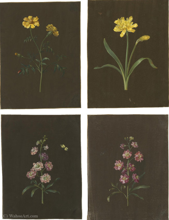 Wikioo.org - The Encyclopedia of Fine Arts - Painting, Artwork by Barbara Regina Dietzsch - A group of four flower studies, including a daffodil and a marigold