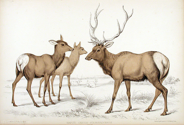 Wikioo.org - The Encyclopedia of Fine Arts - Painting, Artwork by Benjamin Waterhouse Hawkins - Deer strongyloides