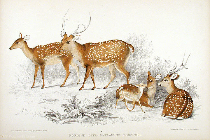 Wikioo.org - The Encyclopedia of Fine Arts - Painting, Artwork by Benjamin Waterhouse Hawkins - Porcine deer