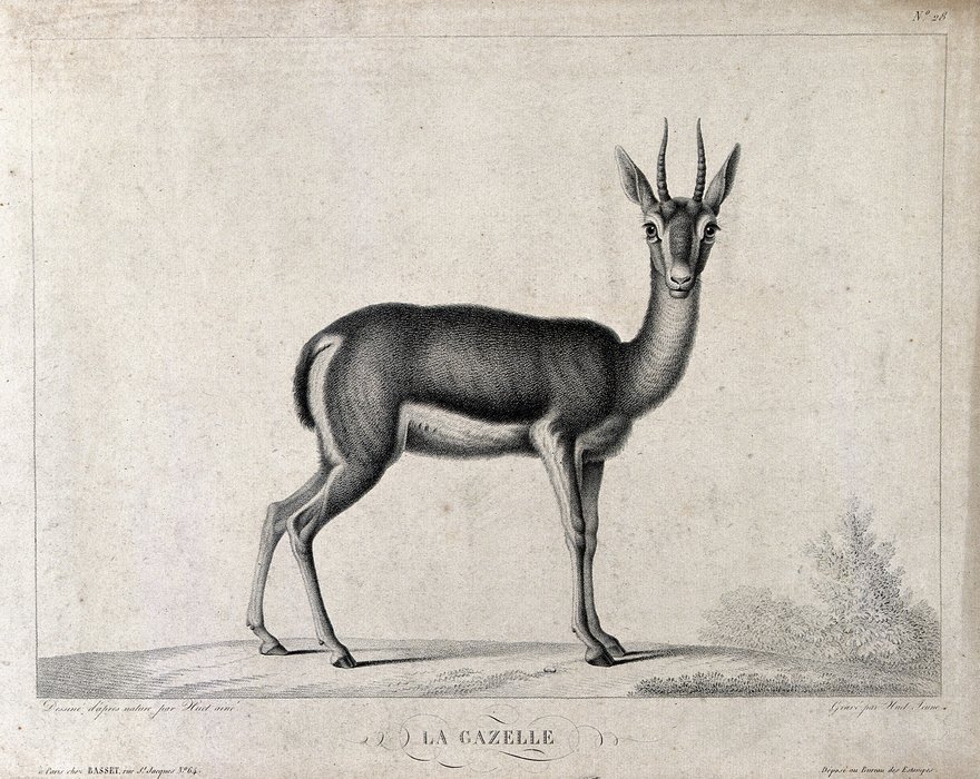 Wikioo.org - The Encyclopedia of Fine Arts - Painting, Artwork by Christophe Huet - A gazelle