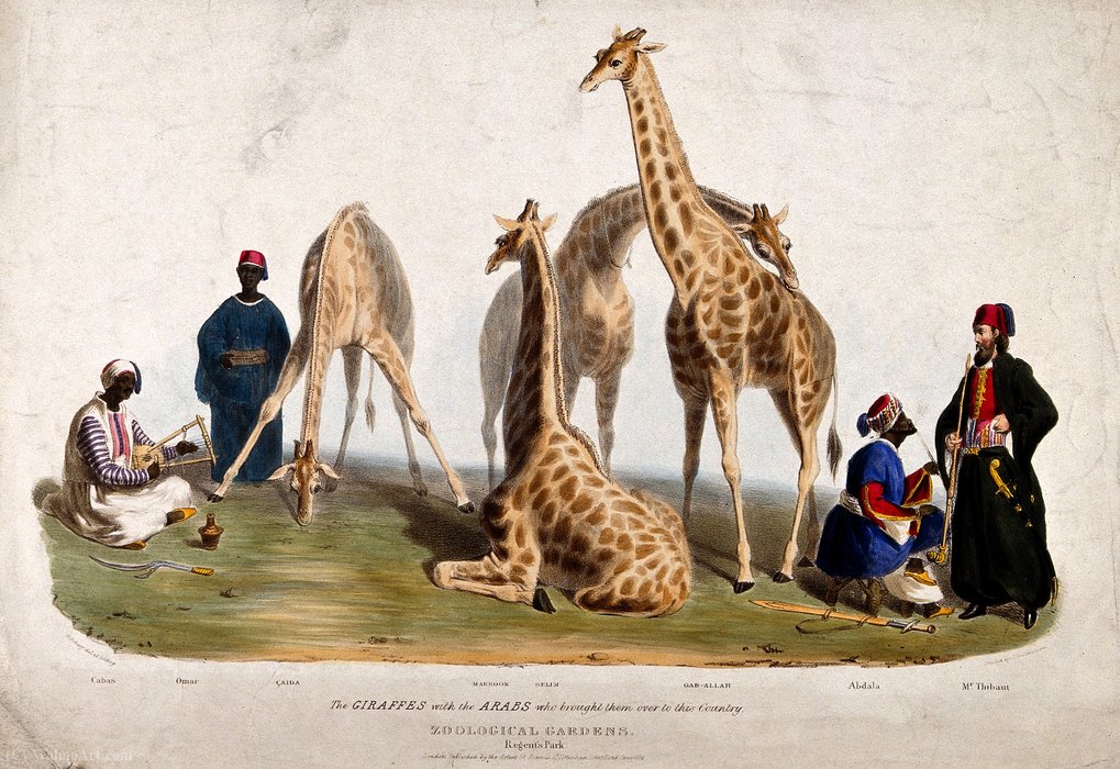 WikiOO.org - Güzel Sanatlar Ansiklopedisi - Resim, Resimler George Johann Scharf (George The Elder Scharf) - Zoological Society of London