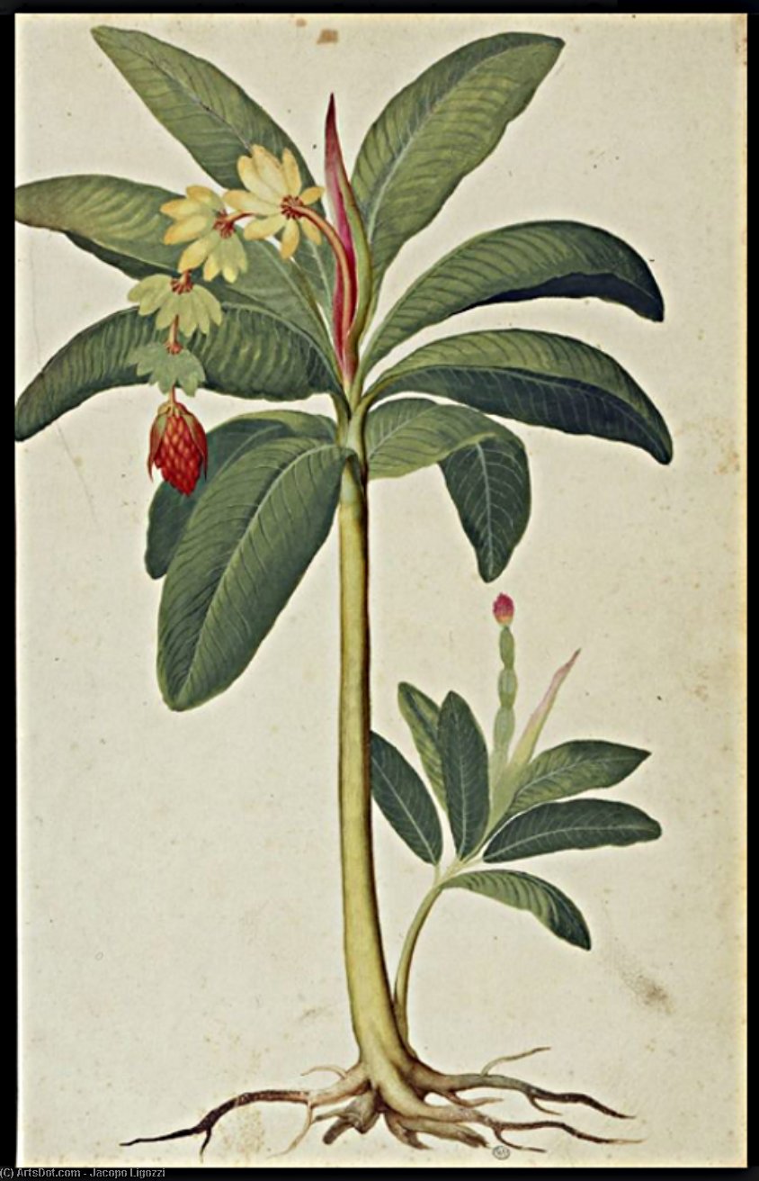 WikiOO.org - 百科事典 - 絵画、アートワーク Jacopo Ligozzi - バナナ 木