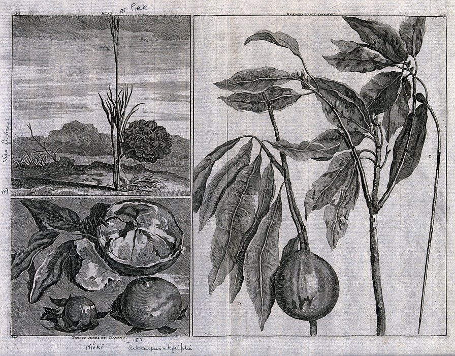 WikiOO.org - 백과 사전 - 회화, 삽화 Matthys Pool - Fruits from the East Indies, including piek