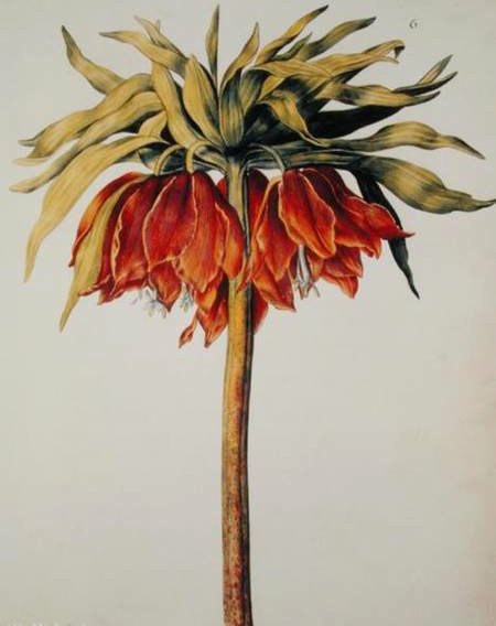 WikiOO.org - Енциклопедия за изящни изкуства - Живопис, Произведения на изкуството Nicolas Robert - Crown imperial lily or fritillary